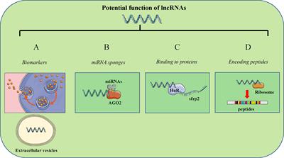 The Emerging Landscape of Long Non-Coding RNAs in Wilms Tumor